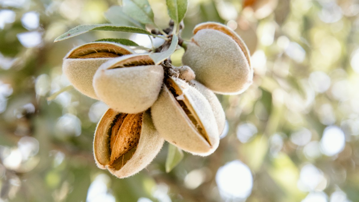 Almonds splitting open in their hulls on the branch of an almond tree